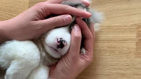 Owner Adorably Plays With Puppy's Super Cute Ears