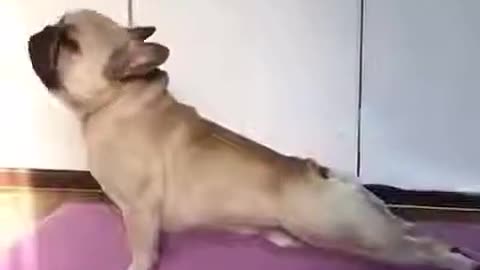Yoga performance Perfect yoga by DOG