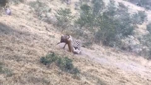 Lion Could Not Win Powerful of Giraffe – Mother Giraffe Save Her Baby From Lion vs Kudu, Buffalo.mp4