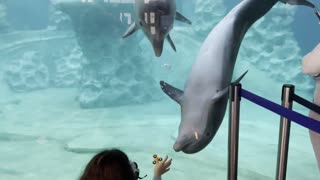 Dolphins Fascinated By Fidget Spinner