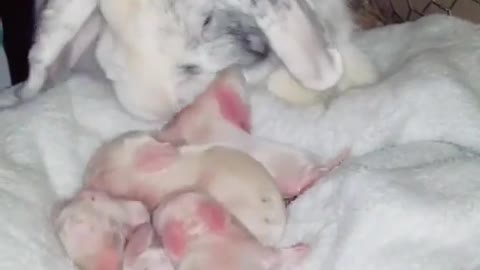 CUTE Baby Bunnies With their Sweet Mommy | World of Rabbits 🐰🐇