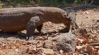 Komodo Slurp The Hog Alive