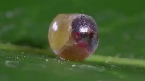 How were snails born?