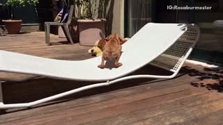 Dog trying to jump on chair but doesn't land