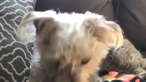 Fluffy dog head tilt