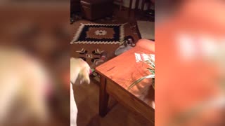 Tiny Puppy Walks Big Dog Through House With Leash