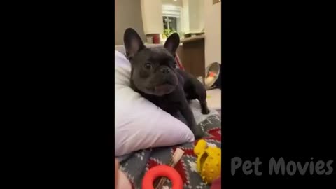Funny Dog Videos 🤣🤣🤣 (3h)