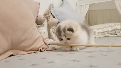 Cute kitten with short legs❤️😍