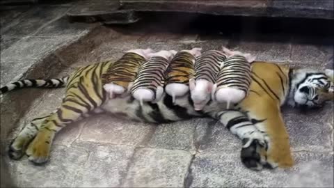 Tigress adopts little pigs