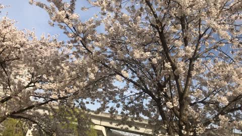 Sakura flowers in bloom on the promenade