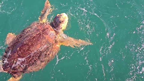 Sea Turtle off Marco Island