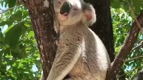 Koala Wanna Sleep