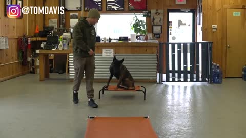The easiest dog training process to teach your dog to go to their bed ON COMMAND