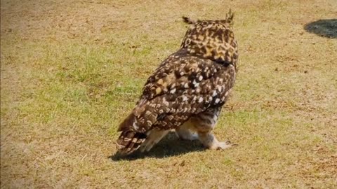 An Owl Being Trained By A Man