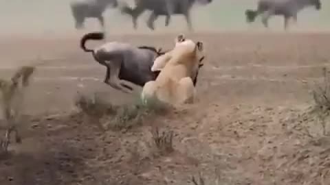 lioness attacking wildebeest