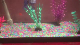 10 minutes of fish swimming #1