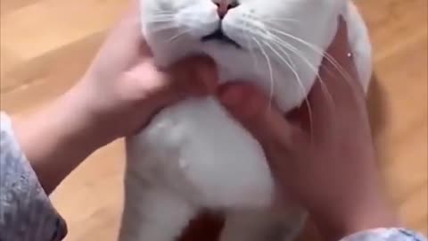Very cute cat funny video