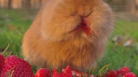 The little rabbit munches on strawberries.