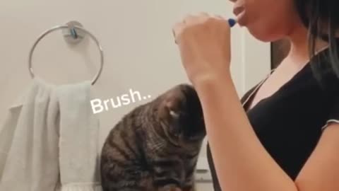 Watch Must + Cat and owner enjoy brushing their teeth together