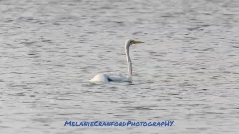 Greater Egret Tries to Drown Another Great White Heron in the River! * NatureInYourFace
