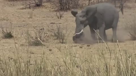 When Elephant Angry!