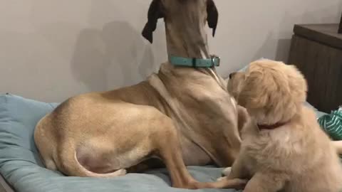 Bewildered puppy can't fathom Great Dane's howling