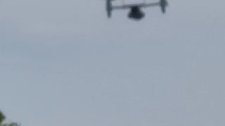 Osprey Fly Over