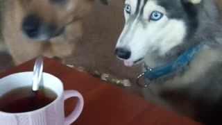 Husky asking for chocolate