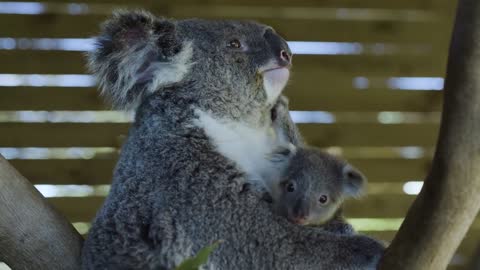 Most precious Koala Joey moments ever! -7