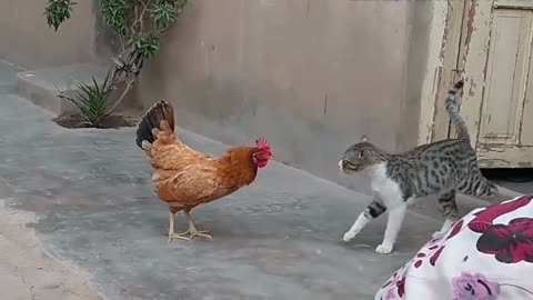 Funniest Animals Fight 2022/ Funny Cats/ Funny Animals Planet