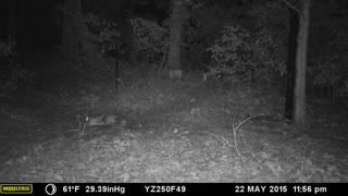 Fox rolling in the dirt caught on Trail Camera