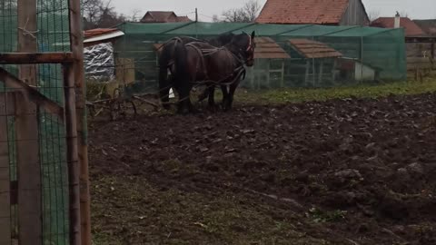 Plowing with horses