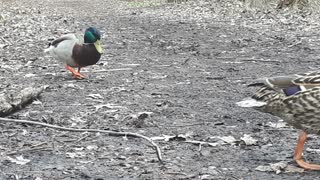 Ducks walking in park