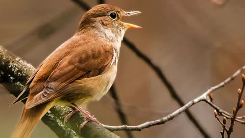 Common Nightingale Bird Sound, Bird Song, Bird Call, Bird Calling, Chirps, Lissen Birds Chirping