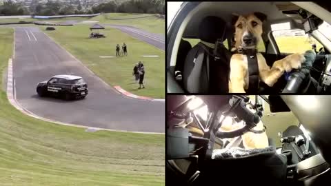 The World's First Driving Dog