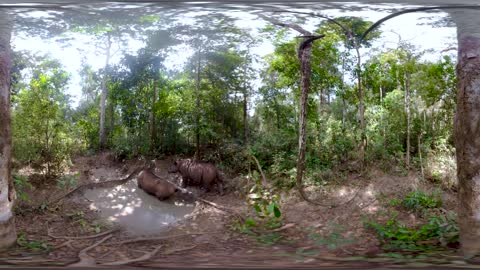 Up Close With The World's SMALLEST Rhino | VR 360 | Seven Worlds, One Planet