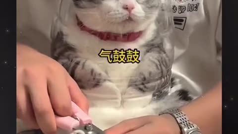 CAT VERY FUNNY cute #kittens #cute kittens #talking cat