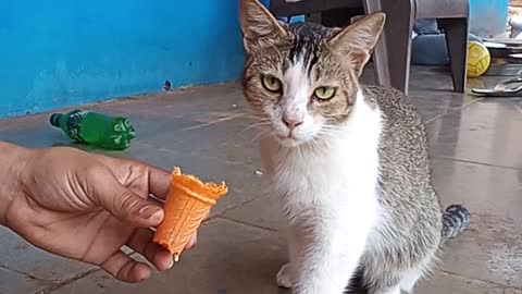 Cat loves ice-cream, but is scared of camera...