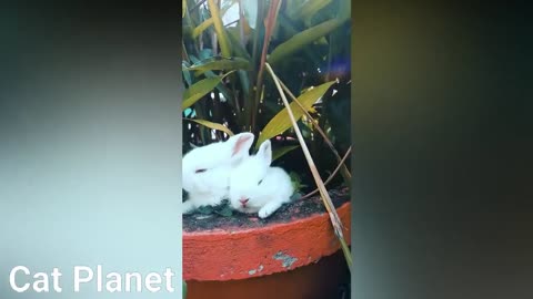 funny and cute hampsters video