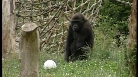 Playing Football with Gorillas | The Zoo Keepers | BBC Earth