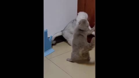 Cat Is Funny Animals Discovery