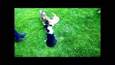 Cutest little dogs playing around...what a mess