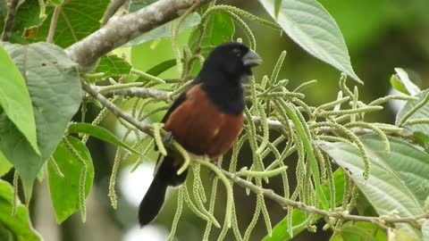 Bullfinch - singing loose in nature