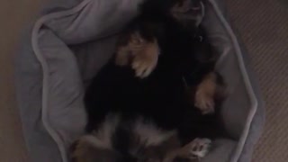 Dog snores peacefully