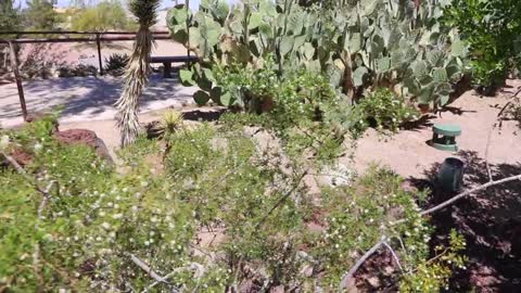 A walk trough the Ethel M cactus garden in Henderson.