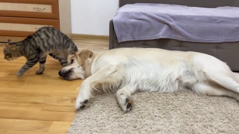 Adorable Golden Retriever Reacts to a Funny Kitten Playing! (Cutest Ever!)