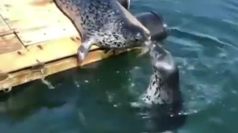 Seals kissing like Titanic movie jack and rose adorable