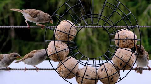 Birds eat in a funny way🤣🤣