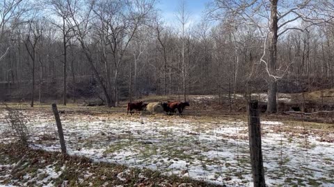 Dogs 1st Time in with Cows