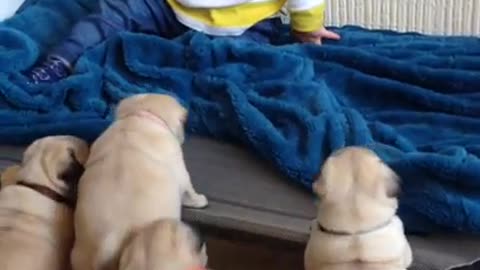 Pug puppies want to play with cute baby!